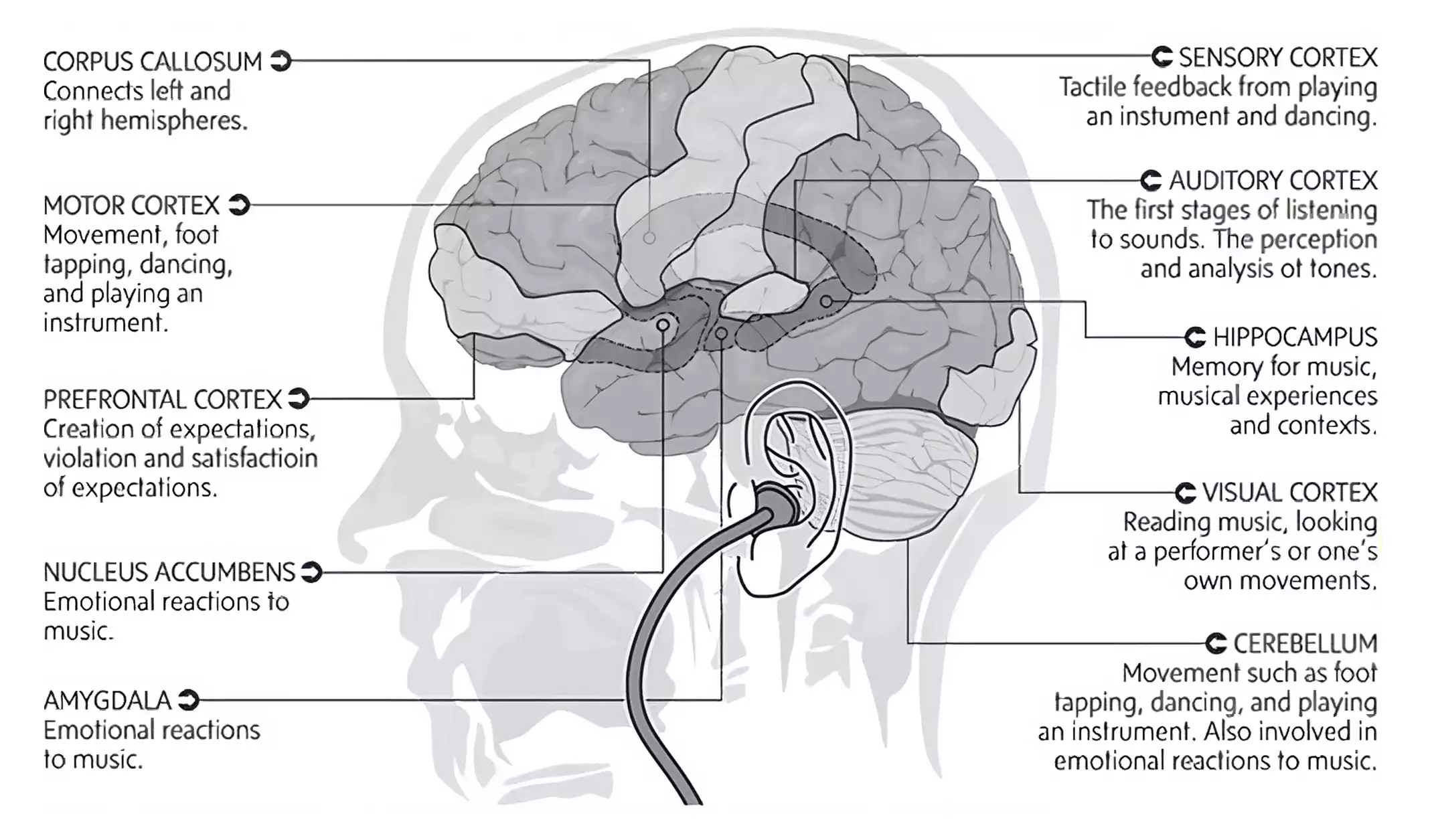 brain and music